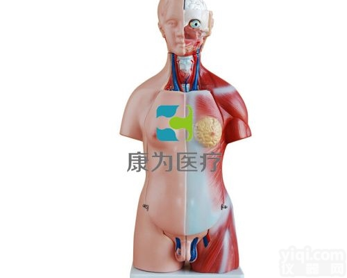 HAM1641  两性<em>互换</em><em>躯干</em>模型45CM（23件）