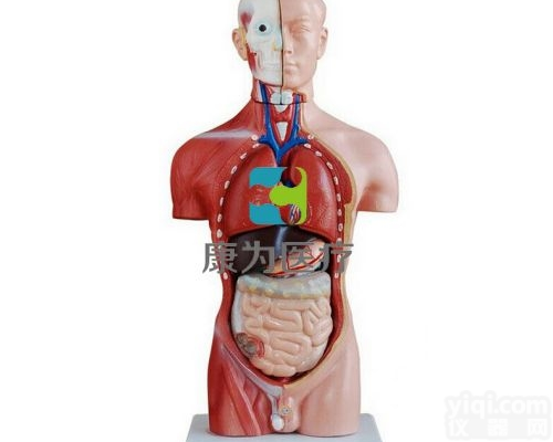 HAM1643  男性躯干模型42CM（13件）|<em>系统解剖学系列</em>