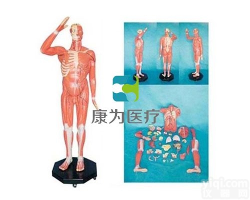 HAM1627  人体全身<em>肌肉</em><em>解剖</em>附内脏<em>模型</em>