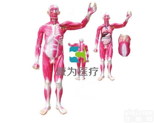 HAM1632  人体全身层次肌肉附内脏模型|<em>神经系统系列</em>