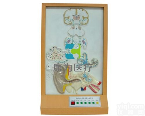 EMD5122  听觉传导电动模型|<em>神经系统系列</em>