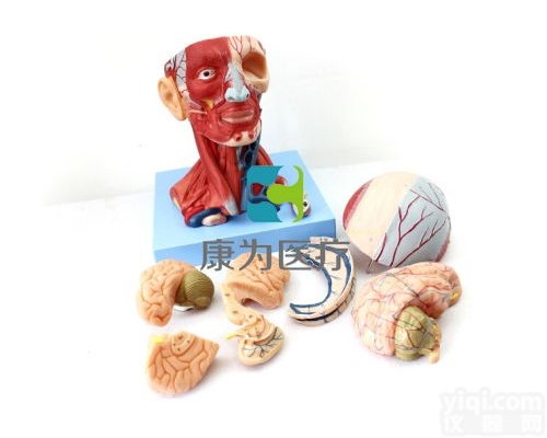 HAM1565  头颈部肌肉、血管附脑模型|<em>神经系统系列</em>