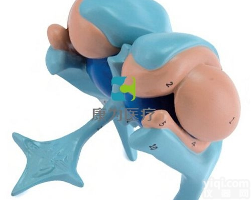 HAM1561  脑室与基底神经核模型|<em>神经系统</em>系列