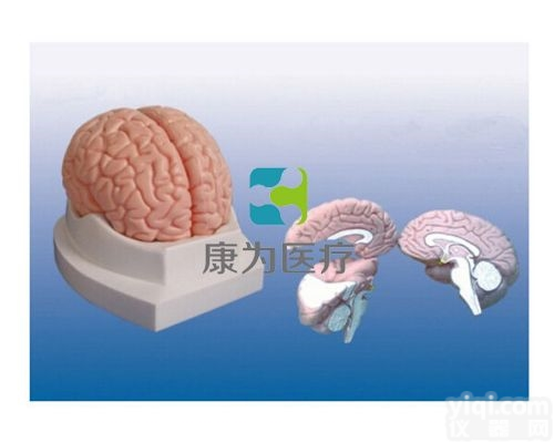 HAM1557  脑<em>解剖</em>模型|<em>神经系统</em>系列