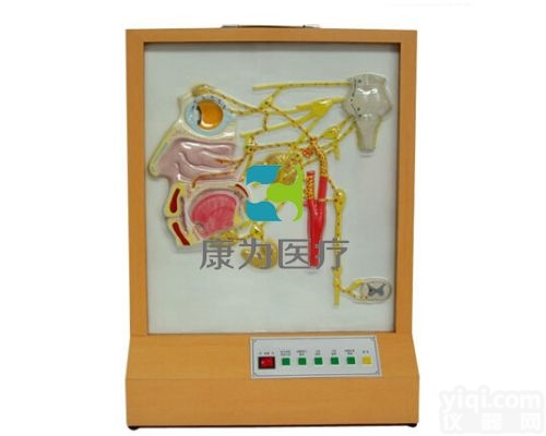 HAM1554  头部自主神经分布模型|<em>神经系统</em>系列