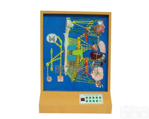 HAM1553  自主神经分布模型|<em>神经系统</em>系列