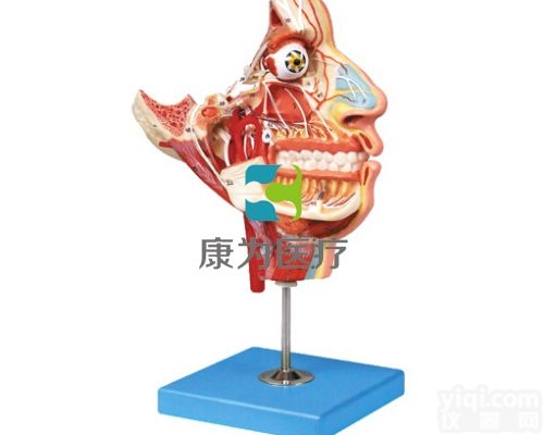 HAM1551  头面部血管神经模型|<em>神经系统</em>系列