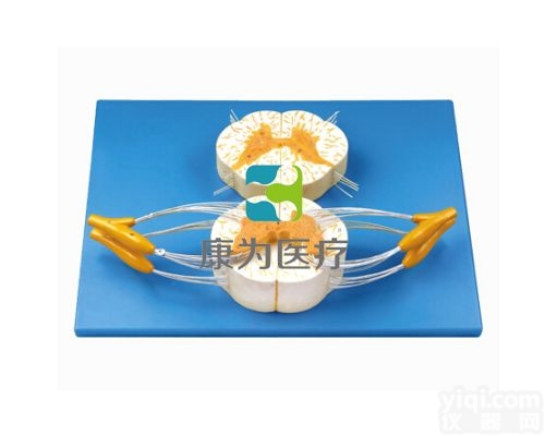 HAM1593  脊髓与脊神经分支放大模型|<em>神经系统</em>系列
