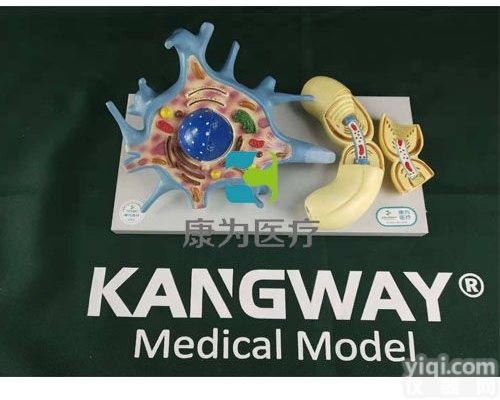 HAM1588  神经元放大模型|<em>神经系统系列</em>