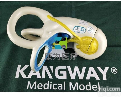 HAM1367  <em>内耳</em>迷路<em>放大</em><em>模型</em>|感觉器系列