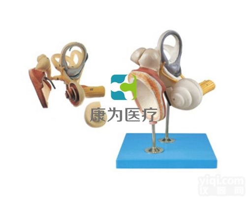HAM1379  <em>内耳</em>、听小骨及鼓膜<em>放大</em><em>模型</em>|感觉器系列