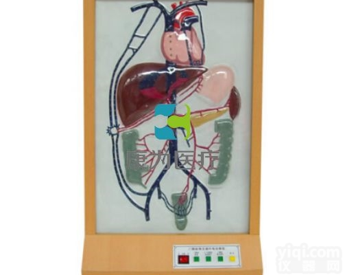 EMD5106  电动门静脉侧支循环模型|<em>脉管系统系列</em>