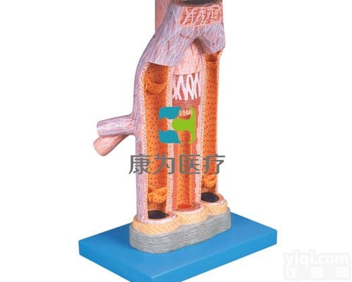 HAM1415  <em>动脉</em>与静脉<em>解剖</em>放大模型|脉管系统系列