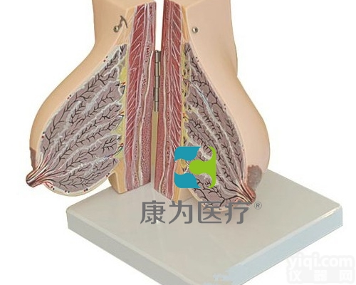 HAM1256  <em>哺乳期</em>女性乳房解剖模型|生殖系统系列