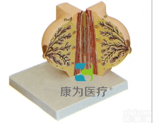 HAM1259  <em>静止</em>期女性乳房<em>解剖</em><em>模型</em>|生殖系统系列