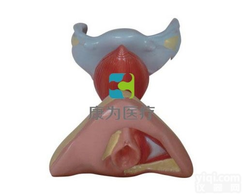 HAM1437  女性内<em>生殖器</em>官<em>模型</em>|生殖系统系列