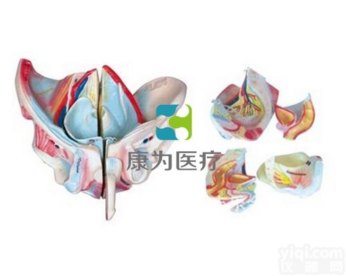 HAM1204  男性<em>骨盆</em>附<em>生殖</em><em>器官</em>与血管神经模型