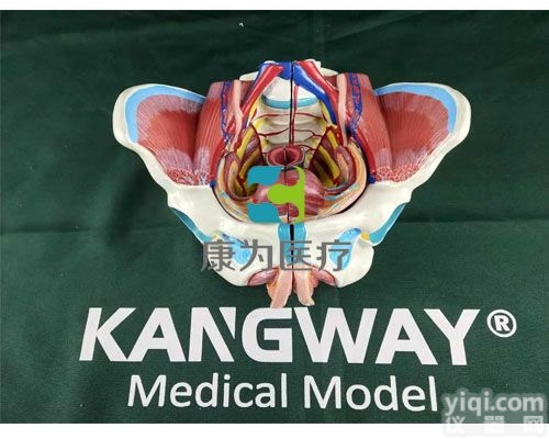 HAM1206  女性<em>骨盆</em>附<em>生殖</em><em>器官</em>与血管神经模型
