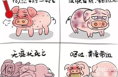 养猪场使用  <em>非洲</em><em>猪瘟</em>胶体金<em>检测卡</em>（认证试剂）