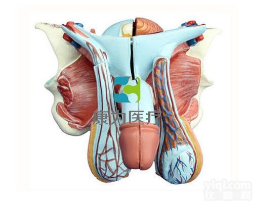 HAM1433  男性<em>生殖</em><em>器官</em>结构<em>模型</em>|人体医学解剖<em>模型</em>