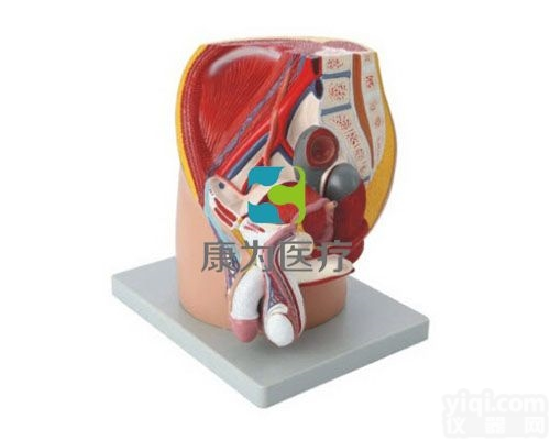 HAM1422  男性<em>盆腔</em><em>正中</em>失状切面模型（4部件）