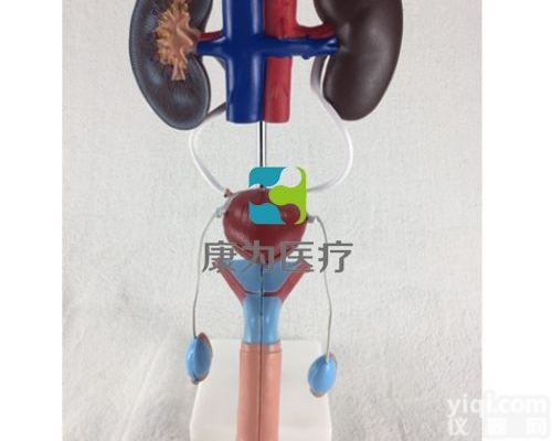 HAM1442  男性<em>泌尿</em>生殖<em>系统</em><em>模型</em>|<em>泌尿</em><em>系统</em>系列