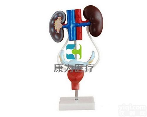 HAM1441  女性<em>泌尿</em>生殖<em>系统</em><em>模型</em>|<em>泌尿</em><em>系统</em>系列