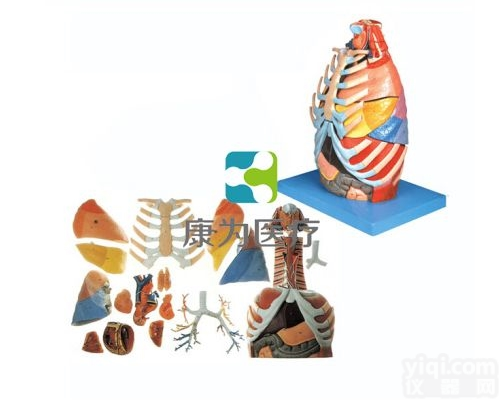 HAM1466  胸腔解剖模型|<em>呼吸系统</em>系列