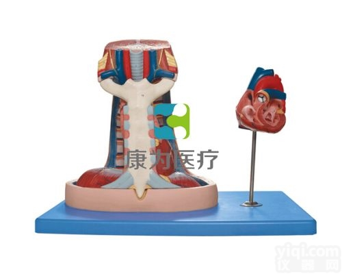 HAM1465  纵隔模型|<em>呼吸系统</em>系列