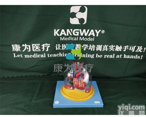 HAM1464  心脏与透明肺、<em>气管</em>、支<em>气管</em>树<em>模型</em>