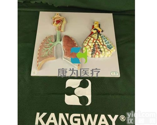 HAM1245  <em>呼吸系统</em><em>浮雕</em><em>模型</em>