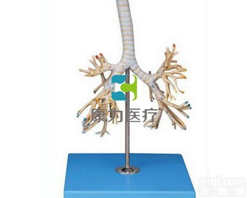 HAM1459  支<em>气管</em>树模型|<em>呼吸系统</em>系列