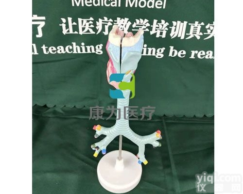 HAM1458  喉与<em>气管</em>、支<em>气管</em>模型|<em>呼吸系统</em>系列