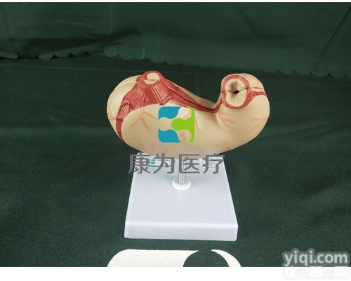 HAM1125  胃<em>解剖</em>面<em>模型</em>|消化系统系列