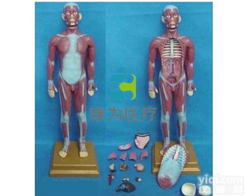 HAM1628  人体全身<em>肌肉</em>附<em>内脏</em>模型|人体医学<em>解剖</em>模型