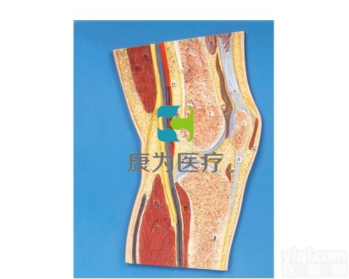 HAM1227  <em>膝关节</em><em>剖面</em><em>模型</em>|运动系统系列