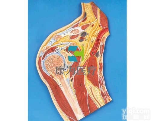 HAM1225  <em>肩关节</em>剖面<em>模型</em>|运动系统系列