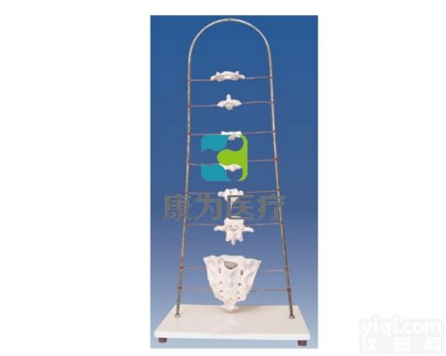 HAM1195  各部<em>椎骨</em><em>形态特征</em><em>模型</em>|运动系统系列