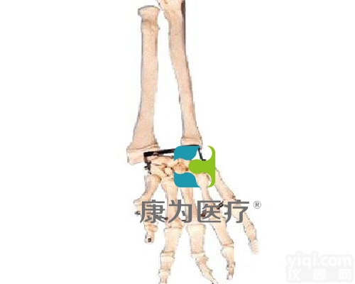 HAM1192  手臂骨带<em>尺骨</em>及<em>桡骨</em>模型|运动系统系列