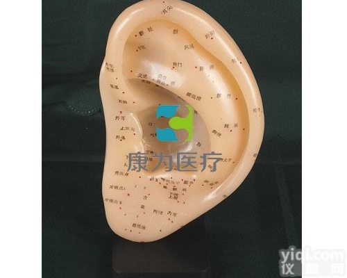 TCM3201  耳针灸模型22CM|<em>中医人体针灸医学模型</em>
