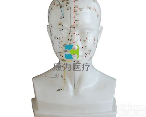 TCM3194  头针灸模型20CM|<em>中医人体针灸医学模型</em>