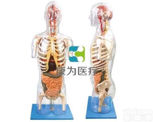 HAM1646  透明半身躯干附<em>内脏</em>模型|人体医学<em>解剖</em>模型