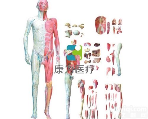 HAM1635  人体全身层次<em>解剖</em>附<em>内脏</em>模型