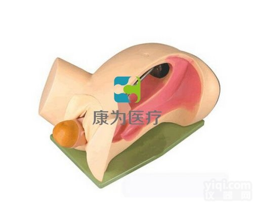OG6114  <em>分娩</em>机转示教<em>模型</em>|<em>妇婴</em>专科技能训练<em>模型</em>