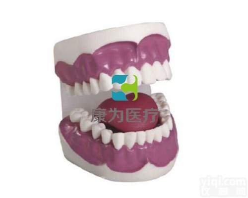 NM2311  牙<em>护理</em>保健模型（28颗牙，<em>放大</em>3倍）