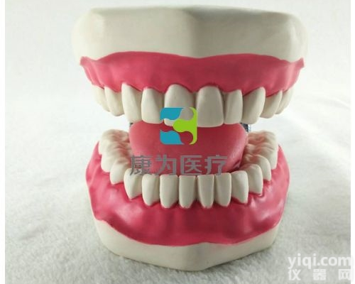 NM2275  牙<em>护理</em>保健模型（28颗牙，<em>放大</em>5倍）