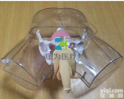 NM2168  高级透明男性<em>导尿</em><em>模型</em>|全功能<em>护理</em>人<em>模型</em>