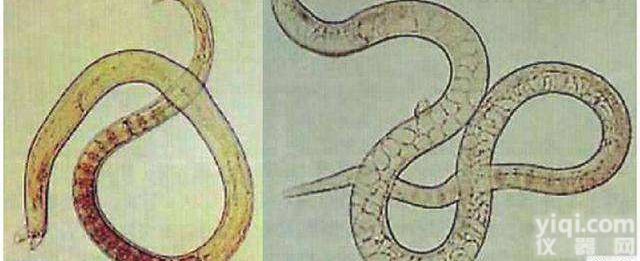 寄生虫<em>试剂盒</em>  <em>包虫</em>病ELSA检测<em>试剂盒</em>（棘球绦虫）