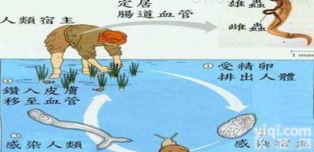 schistosoma<em>日本</em>血吸虫<em>快速</em>检测卡<em>现货</em>出售