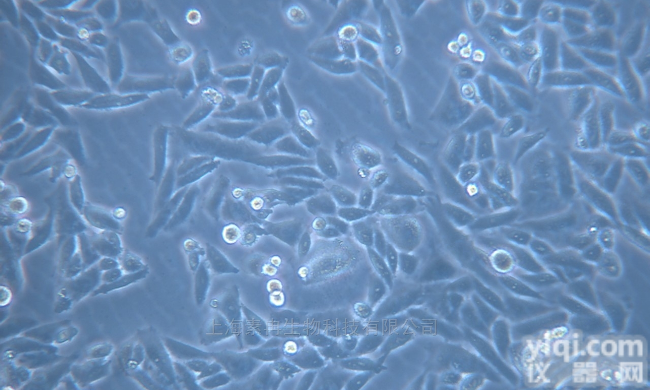 <em>A3人T淋巴白血病细胞</em> 含STR鉴定